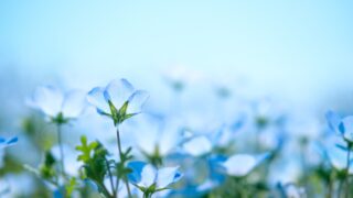 【日本永住Navi】身元保証人になってもらうために説明すべきこと